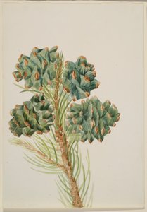 Pino de una hoja (Pinus monophylla) de Mary Vaux Walcott