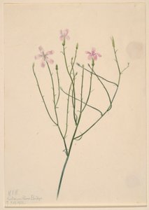 Flor esqueleto (Lygodesmia juncea) de Mary Vaux Walcott