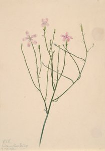 Flor esqueleto Lygodesmia juncea