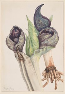Col de la mofeta (Spathyema foetida) de Mary Vaux Walcott
