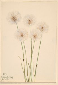 Hierba algodonera fina (Eriophorum chamissonis)