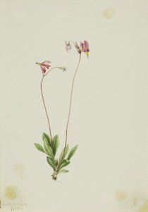 Dodecatheon pauciflorum (Dodecatheon pauciflorum) de Mary Vaux Walcott