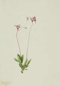 Dodecatheon pauciflorum, 1909 de Mary Vaux Walcott