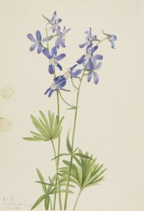 Delphinium depauperatum (Delphinium depauperatum)