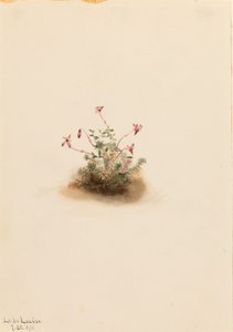 Arándano pequeño (Oxycoccus palustris) de Mary Vaux Walcott