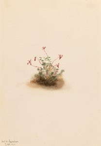Pequeño Arándano Oxycoccus palustris de Mary Vaux Walcott