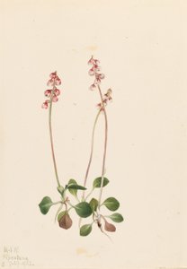 Small Pyrola (Pyrola minor)