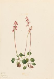 Pyrola menor, 1922