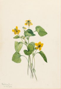 Violeta amarilla lisa (Viola eriocarpa) de Mary Vaux Walcott