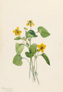 Violeta amarilla suave Viola eriocarpa, 1919 de Mary Vaux Walcott
