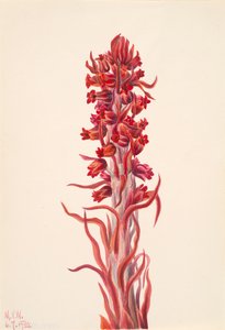Planta de nieve Sarcodes sanguinea de Mary Vaux Walcott