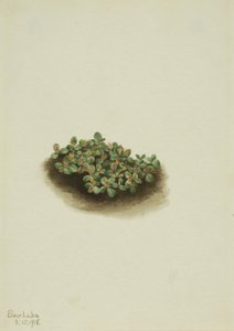 Sauce de Nieve Salix nivalis de Mary Vaux Walcott