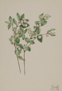 Baya de Nieve Symphoricarpos albus, 1918 de Mary Vaux Walcott