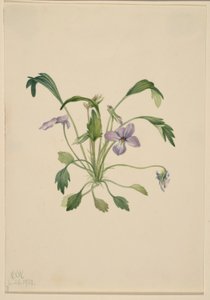 Violeta pata de pájaro (Viola digitata) de Mary Vaux Walcott