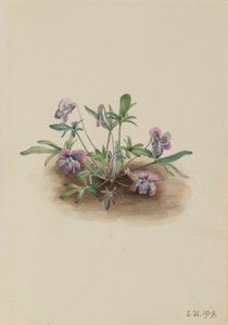 Violeta de la costa sur (Viola septemloba)