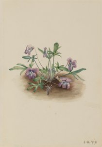 Violeta de la costa sur Viola septemloba, 1919