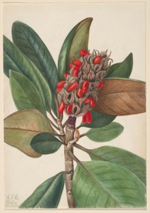 Magnolia del sur (Magnolia grandiflora) de Mary Vaux Walcott