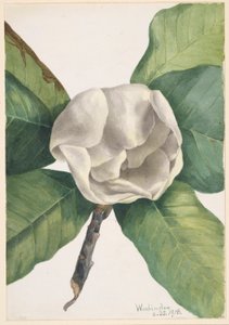 Magnolia del sur (Magnolia grandiflora) de Mary Vaux Walcott
