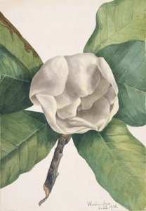 Magnolia del sur Magnolia grandiflora, 1918 de Mary Vaux Walcott