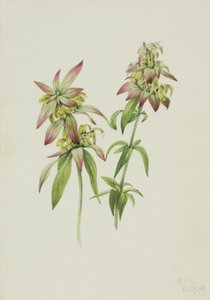 Bálsamo de abeja manchado Monarda punctata, 1919 de Mary Vaux Walcott