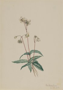 Pipsissewa moteada (Chimaphila maculata)