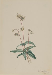 Pipsissewa Manchada Chimaphila maculata, 1918
