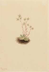 Saxifrage manchada (Saxifraga bronchialis) de Mary Vaux Walcott