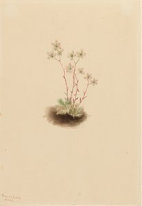 Saxifraga manchada Saxifraga bronchialis