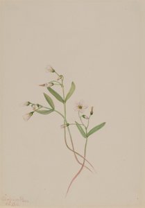 Bella de primavera (Claytonia lanceolata) de Mary Vaux Walcott
