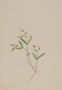 Belleza de primavera Claytonia lanceolata