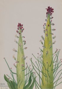 Col de squaw Caulanthus inflatus, 1935