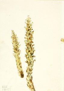 Squawroot Conopholis americana, 1919 de Mary Vaux Walcott