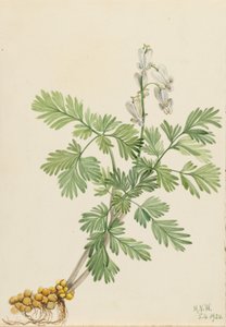 Maíz ardilla (Bikukulla canadensis) de Mary Vaux Walcott