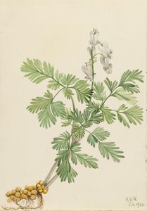 Squirrel Corn Bikukulla canadensis, 1920 de Mary Vaux Walcott