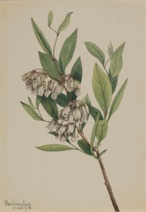 Pieris mariana (Pieris mariana) de Mary Vaux Walcott