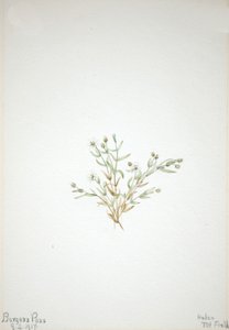 Stelleria leata, 1917 de Mary Vaux Walcott