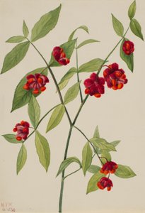 Arbusto de fresa: "Corazones llenos de amor" (Euonymus Americanus) de Mary Vaux Walcott