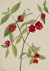 Arbusto de fresas - Corazones reventando de amor Euonymus Americanus, 1930 de Mary Vaux Walcott