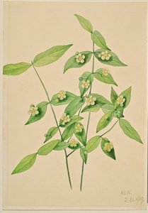 Fresal (Euonymus americanus) de Mary Vaux Walcott