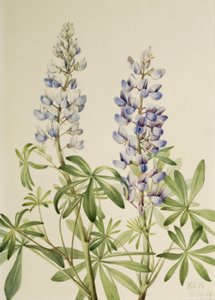 Lupino de reloj de sol Lupinus perennis de Mary Vaux Walcott