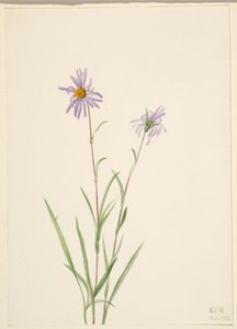 Aster paludosus (Aster paludosus) de Mary Vaux Walcott