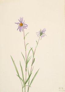 Aster del Pantano Aster paludosus, 1922 de Mary Vaux Walcott