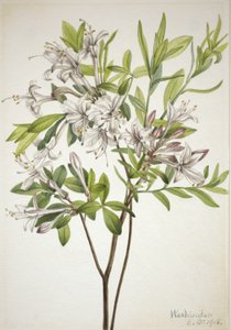 Swamp Azalea (Azalea viscosa)