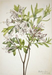 Azalea de pantano Azalea viscosa, 1918