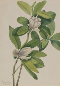 Magnolia de los pantanos (Magnolia virginiana)