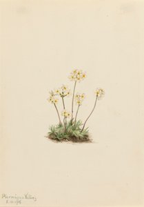 Androsace dulce Androsace carinata
