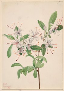 Azalea dulce (Azalea arborescens) de Mary Vaux Walcott