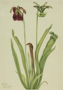 Planta jarra dulce Sarracenia rubra, 1920 de Mary Vaux Walcott