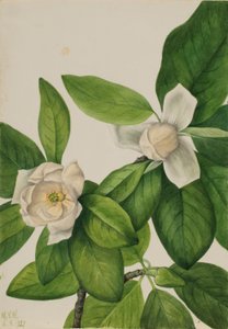 Magnolia virginiana (Magnolia virginiana) de Mary Vaux Walcott