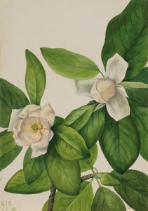 Magnolia Sweetbay virginiana, 1927